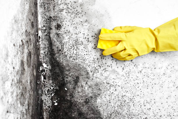 Best Attic Mold Removal  in Hotchkiss, CO