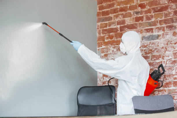 Best Black Mold Removal  in Hotchkiss, CO