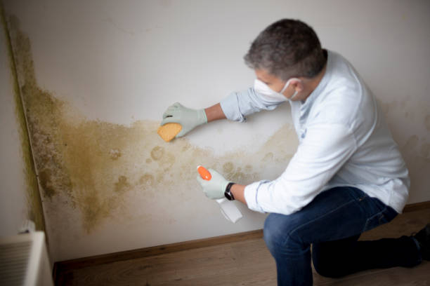 Best Crawl Space Mold Remediation  in Hotchkiss, CO
