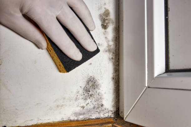  Hotchkiss, CO Mold Removal Pros